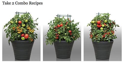 A Closer Look: Take 2 tomato combos