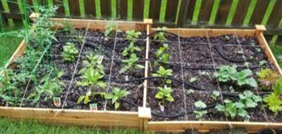 First-time backyard vegetable garden
